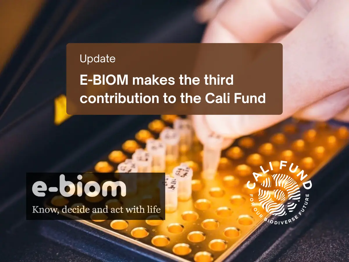 Image description: Announcement graphic showing a close-up of a gloved hand using a pipette above rows of small laboratory tubes in a yellow-orange rack. A translucent brown panel near the top reads: “Update” and “E-BIOM makes the third contribution to the Cali Fund.” At the bottom left, the white E-BIOM logo appears on a dark rectangular background with the tagline “Know, decide and act with life.” At the bottom right, the white Cali Fund logo features a circular, fingerprint-like design surrounded by the words “CALI FUND” and “FOR OUR BIODIVERSE FUTURE.”
